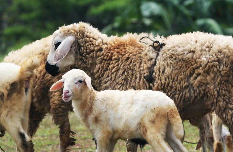 Panduan qurban muhammadiyah lengkap