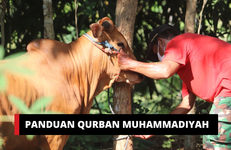 Panduan qurban muhammadiyah