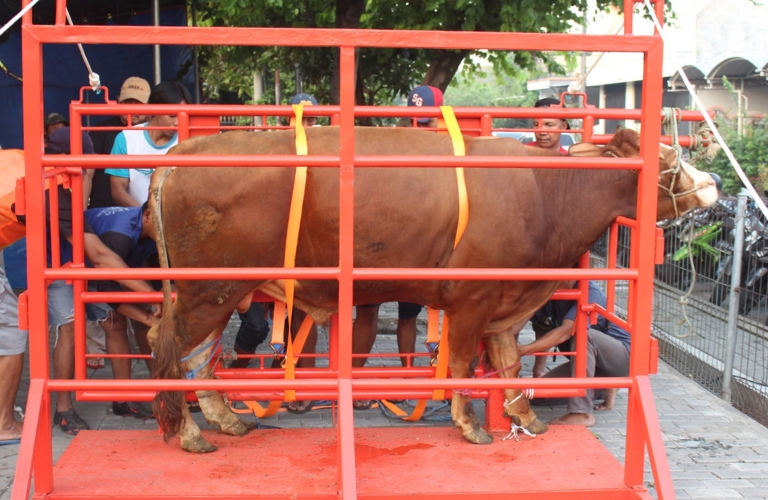 Prm geluran sembelih 16 hewan qurban amanah jamaah di idul adha 2025
