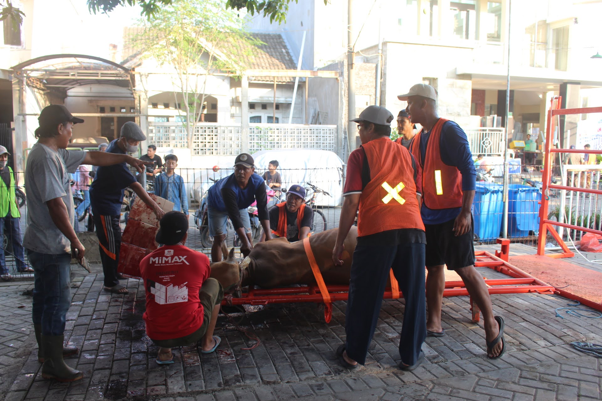 Sapi prm geluran